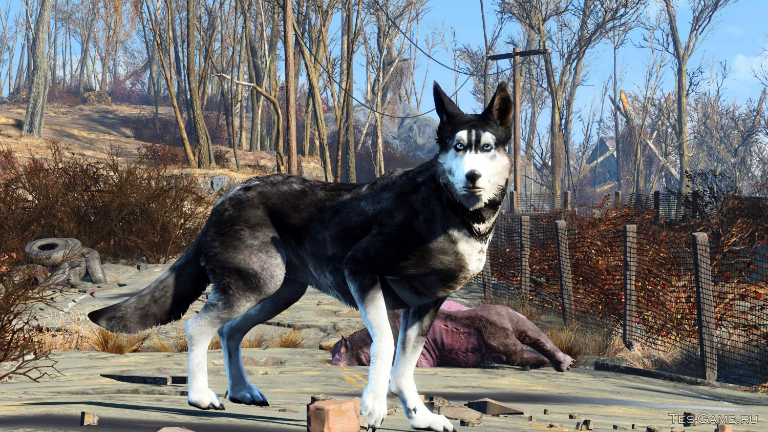 Fallout 4 отпустил собаку где она фото 94
