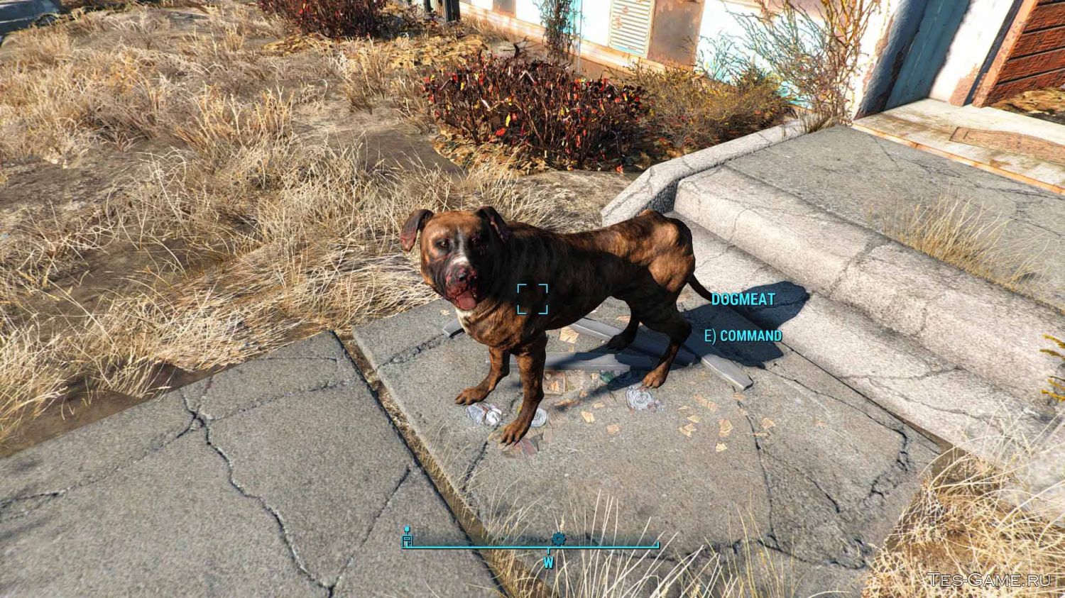 Fallout 4 все для собаки фото 25