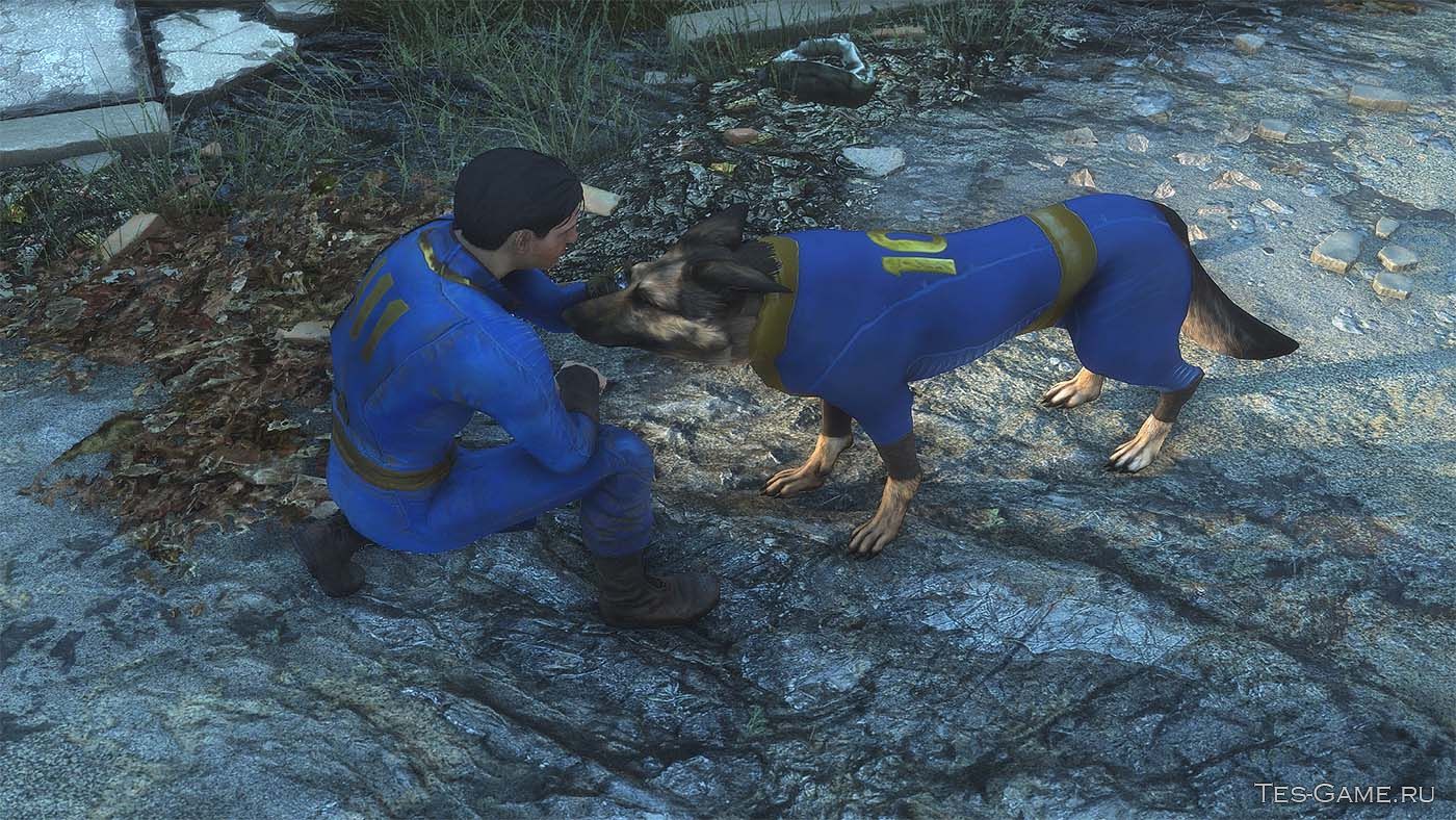 Fallout 4 как одеть собаку фото 38
