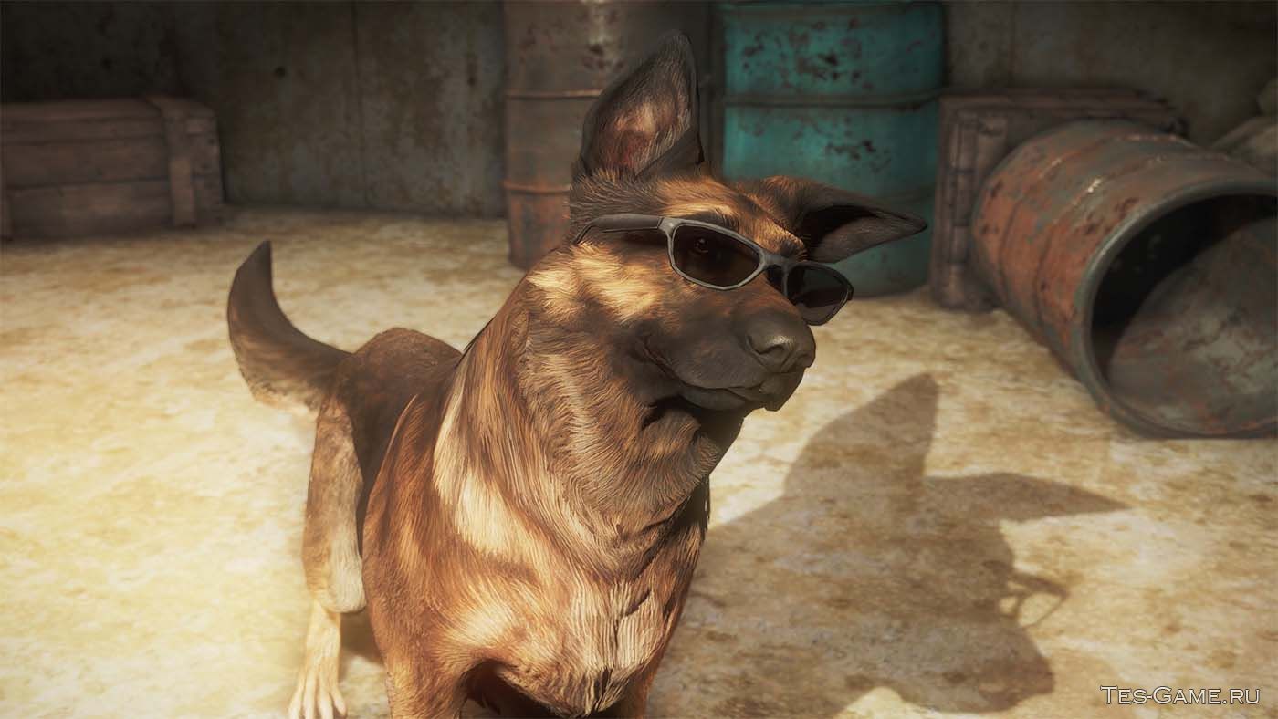 Fallout 4 отпустил собаку где она фото 8