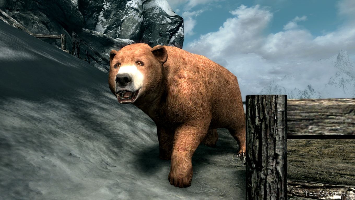 Мод на игру медведь. Скайрим пещерный медведь. Skyrim медведь. Медведь из игры. Супер медведь.