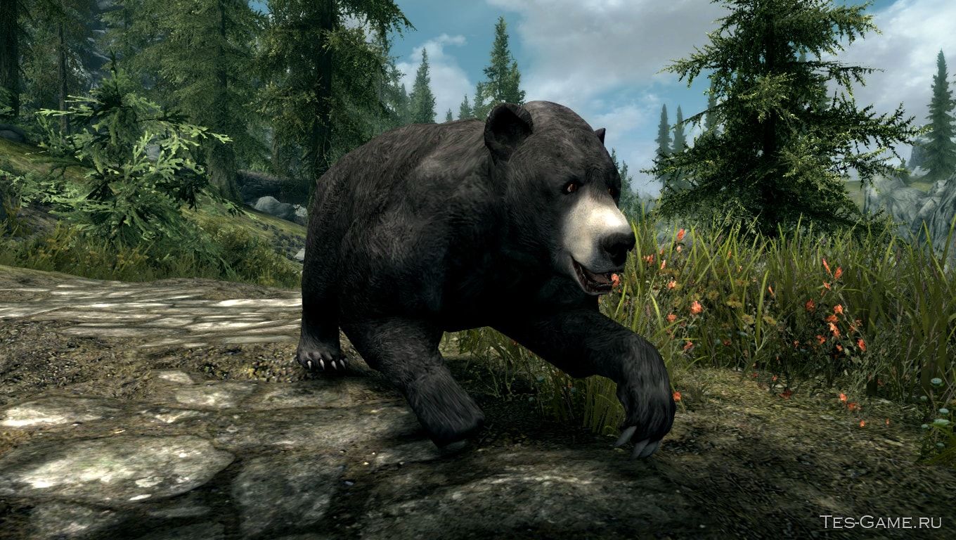 Медведя поиграть. Скайрим медведь. Игра скайрим с медведем. Игра медведь.